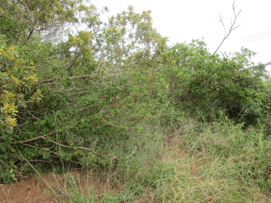 0 Bedroom Property for Sale in Bathurst Eastern Cape
